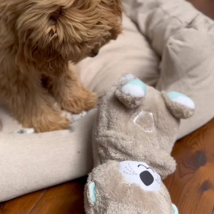 Chewie, la loutre qui aide à respirer et à se calmer