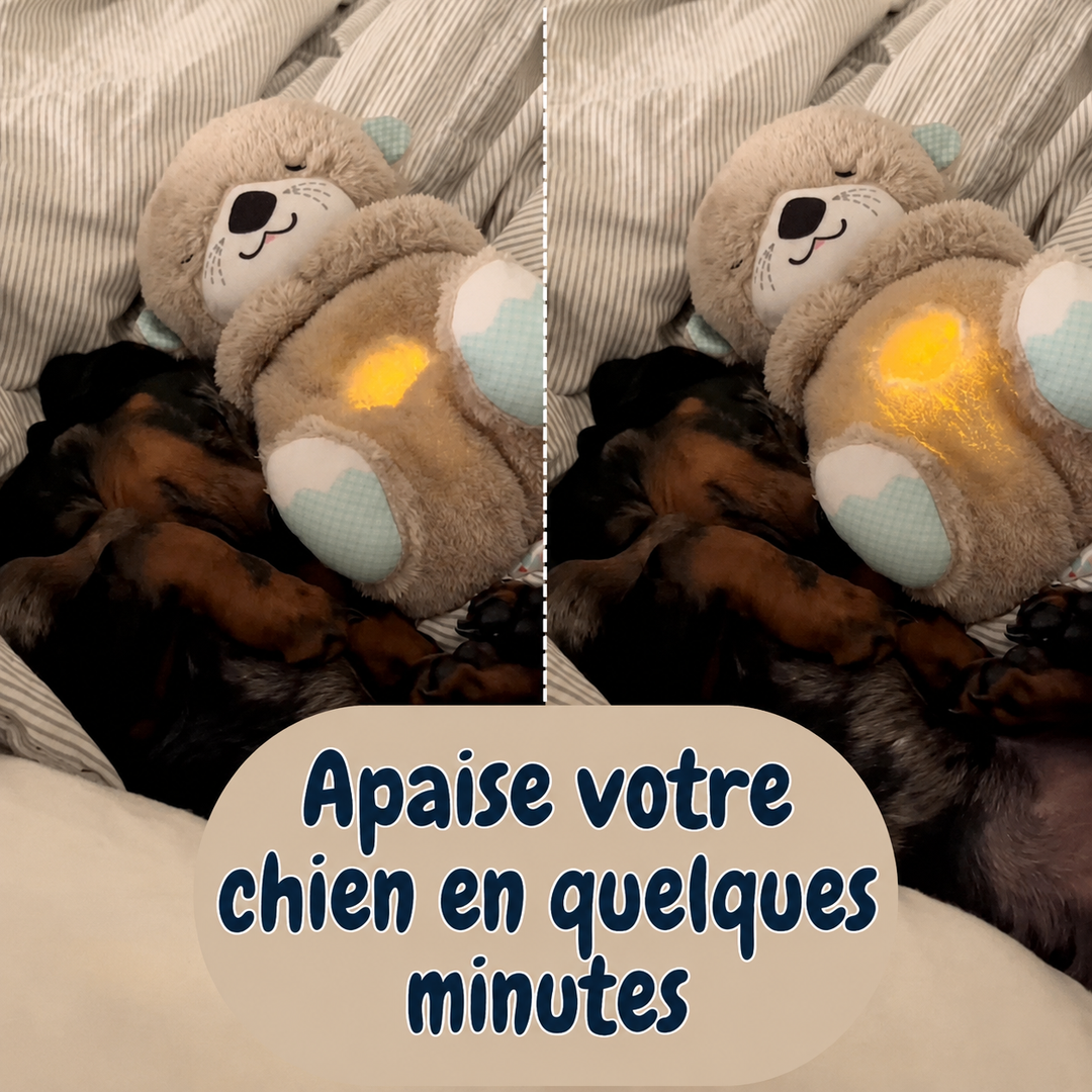 Chewie, la loutre qui aide à respirer et à se calmer