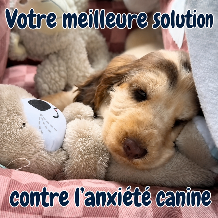 Chewie, la loutre qui aide à respirer et à se calmer